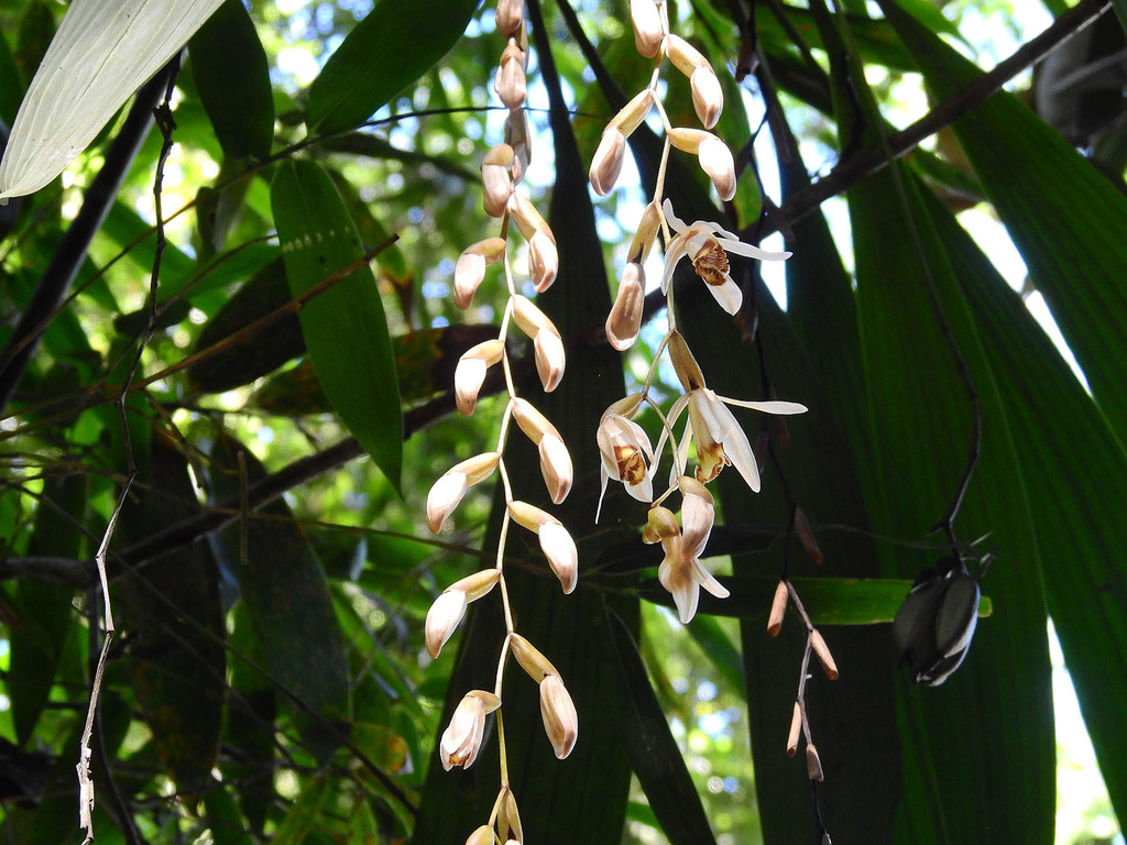 Coelogyne echinolabium