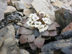 Notothlaspi rosulatum