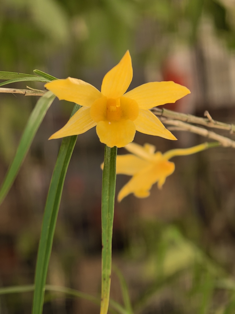 Dendrobium jizhuyeense Zhen J.Li & Yu Zhang