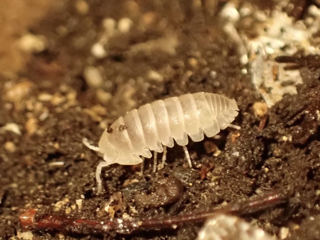 Alloschizidium pruvoti