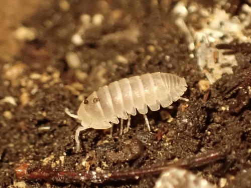 Alloschizidium pruvoti