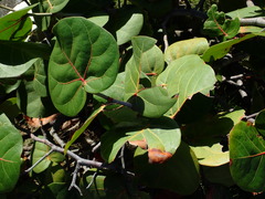 Coccoloba uvifera