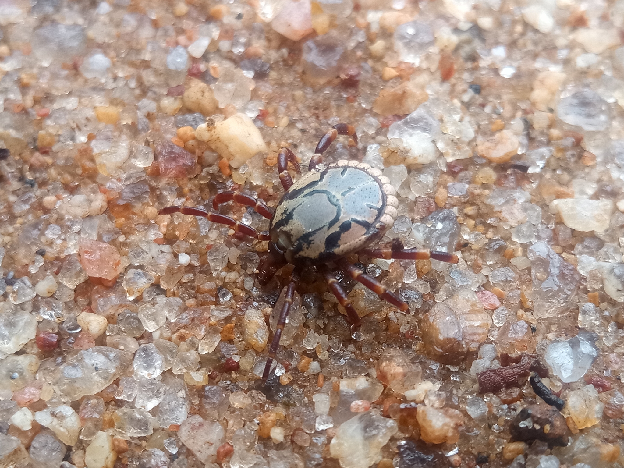 Amblyomma hebraeum Koch, 1844
