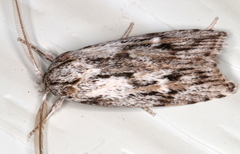 Cryptophasa phycidoides