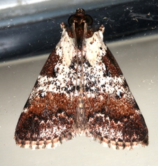 Orthaga rubridiscalis