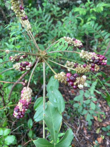 Cussonia arenicola Strey