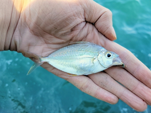 Leiognathus berbis observed 2026-01-11
