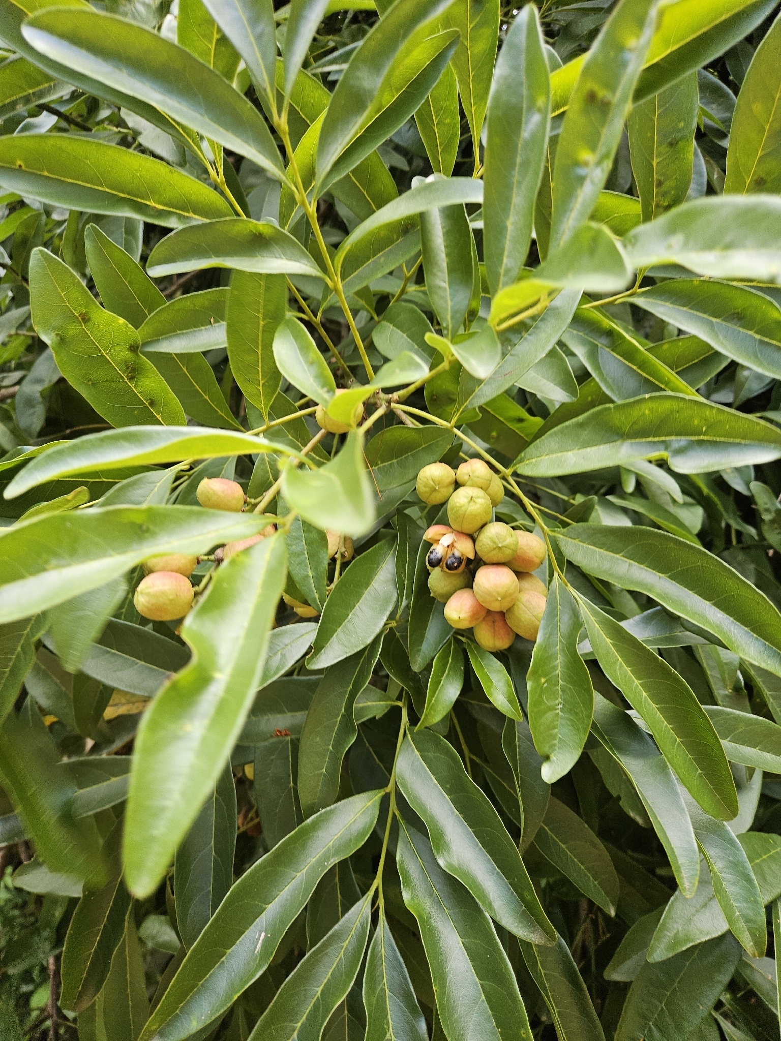 Matayba elaeagnoides