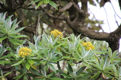 Brachyglottis stewartiae