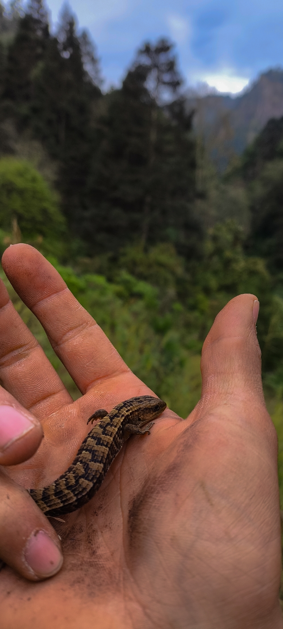 Barisia imbricata (Wiegmann, 1828)