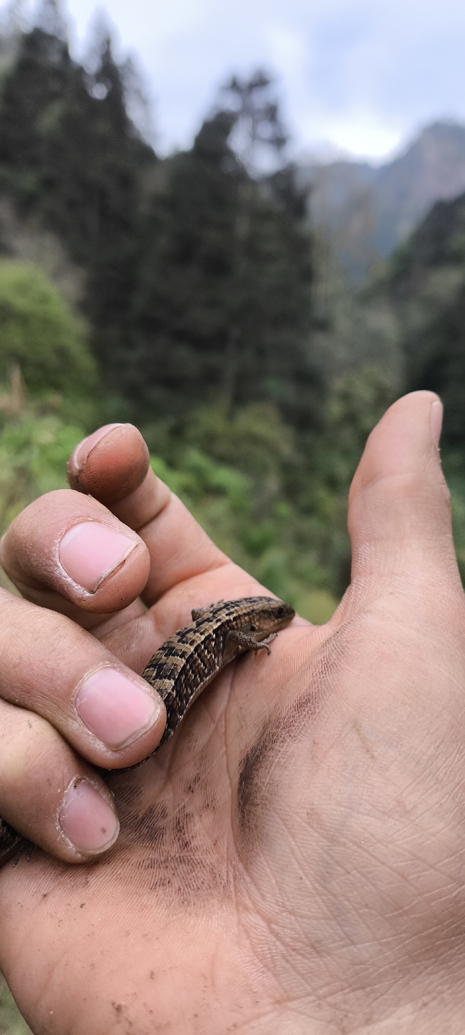 Barisia imbricata (Wiegmann, 1828)