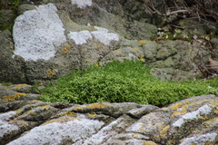 Callitriche antarctica