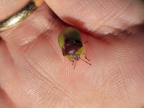 Misippus spinolae
