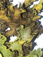 Crocodia