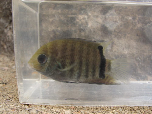Bandeloze severum (Heros efasciatus) — Cichlidae