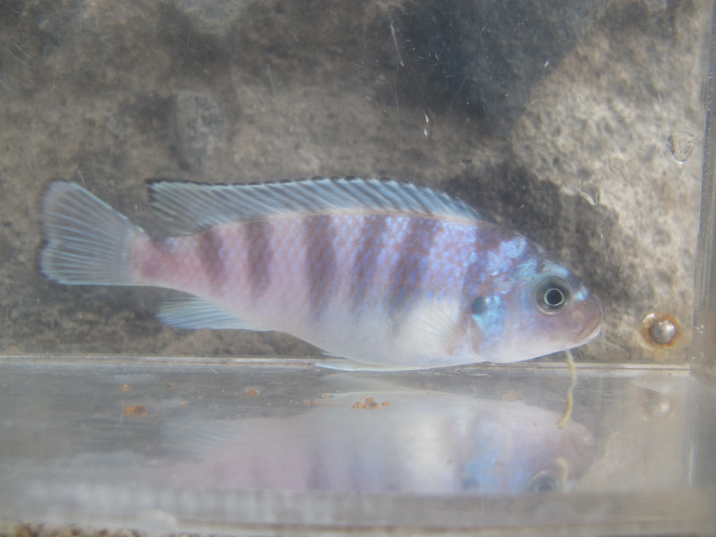 Kenyi cichlid (Maylandia lombardoi) — Cichlidae