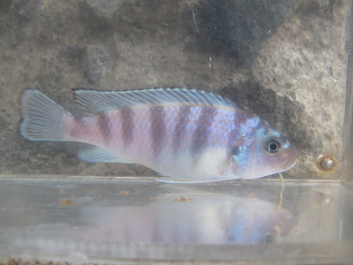 Kenyi cichlid (Maylandia lombardoi) — Cichlidae