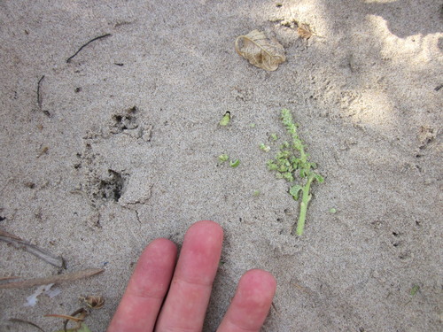 Gulf Coast Kangaroo Rat