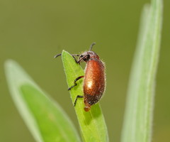 Metriolagria affinis