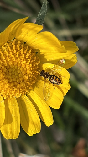 Unknown species found near Travis County, US-TX, US