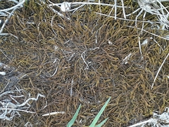 Triquetrella papillata