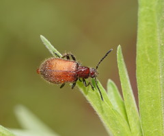 Metriolagria affinis