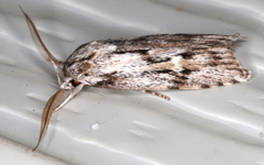 Cryptophasa phycidoides