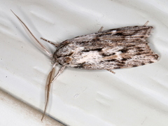 Cryptophasa phycidoides
