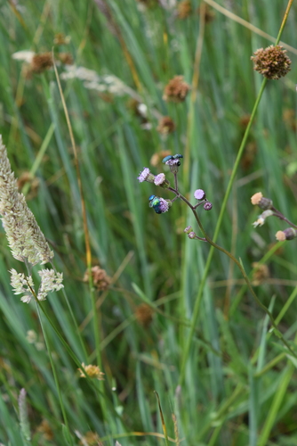 Senecio polyodon iNat (2)