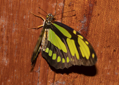 Philaethria dido