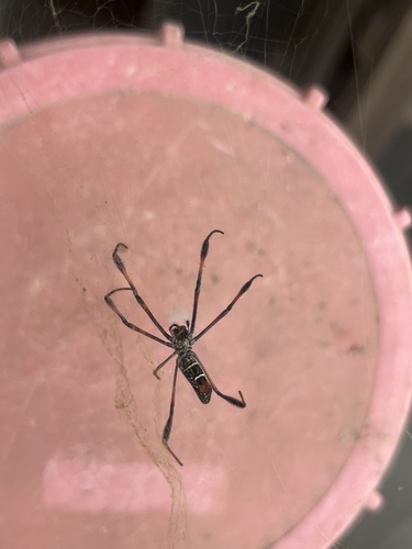 Redleg Orbweaver
