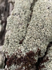 Pertusaria rubefacta