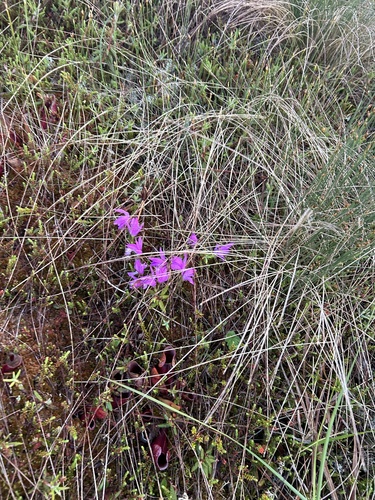 Dragon's Mouth (Arethusa bulbosa)