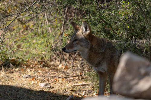 iNaturalist observation 2025-12-31
