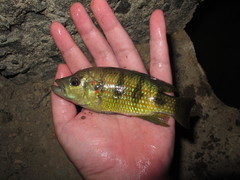 Hemichromis