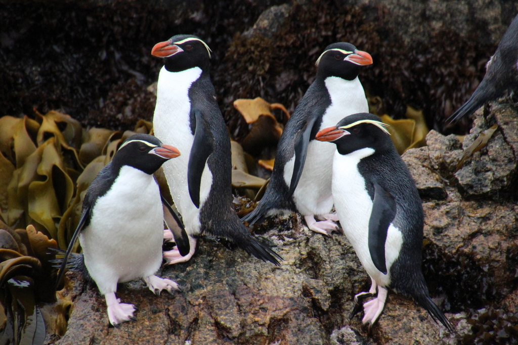 Snares Penguin (Eudyptes robustus) photo
