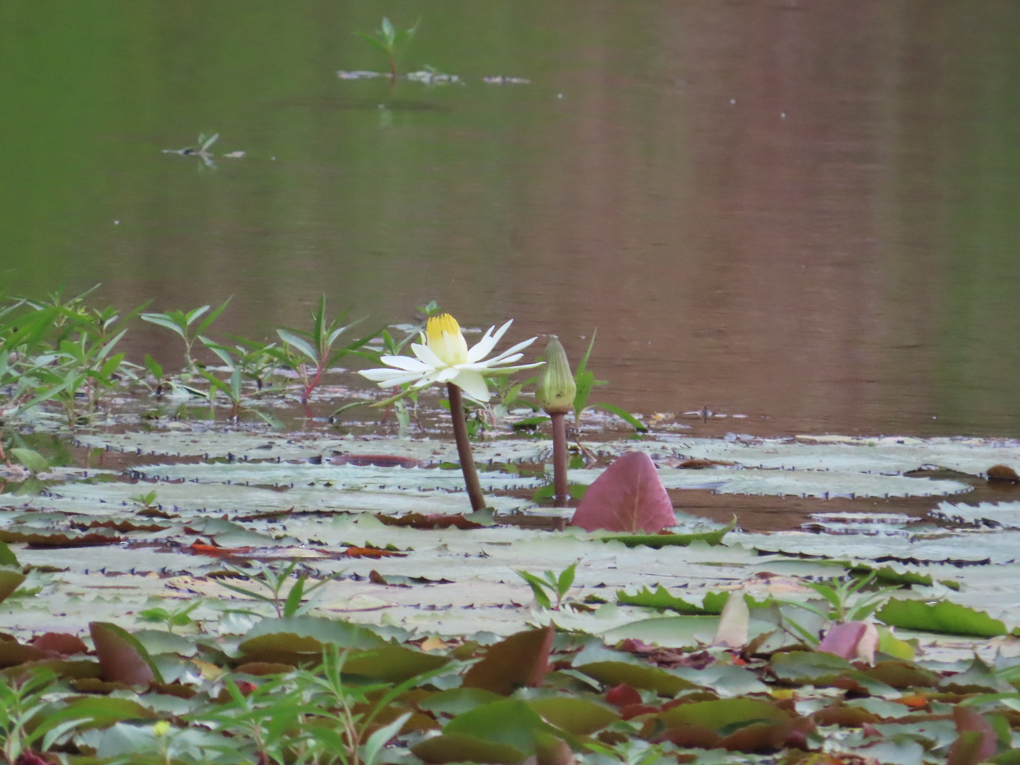 Red tiger lotus