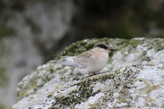 Sterna vittata bethunei