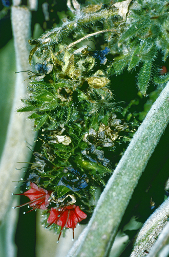 Red Bugloss (Echium wildpretii)