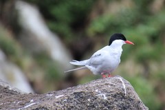 Sterna vittata bethunei