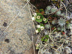 Gaultheria nubicola