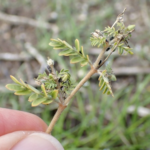 California caltrop (Kallstroemia californica)