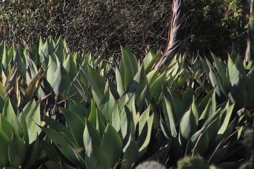 Agave mitis