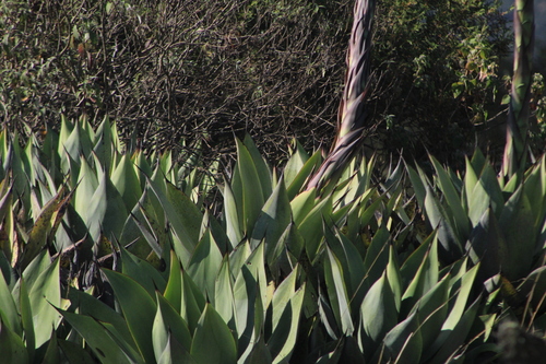 Agave mitis