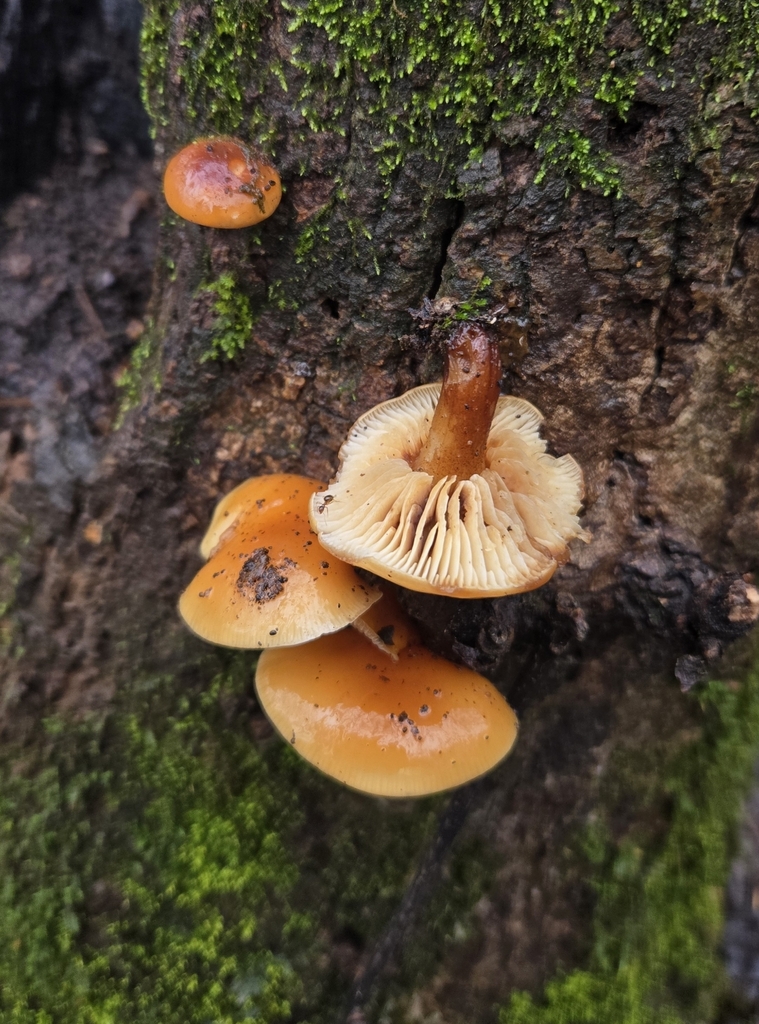 Flammulina velutipes · January 2026 · photo: © benfungi (iNaturalist, cc-by)