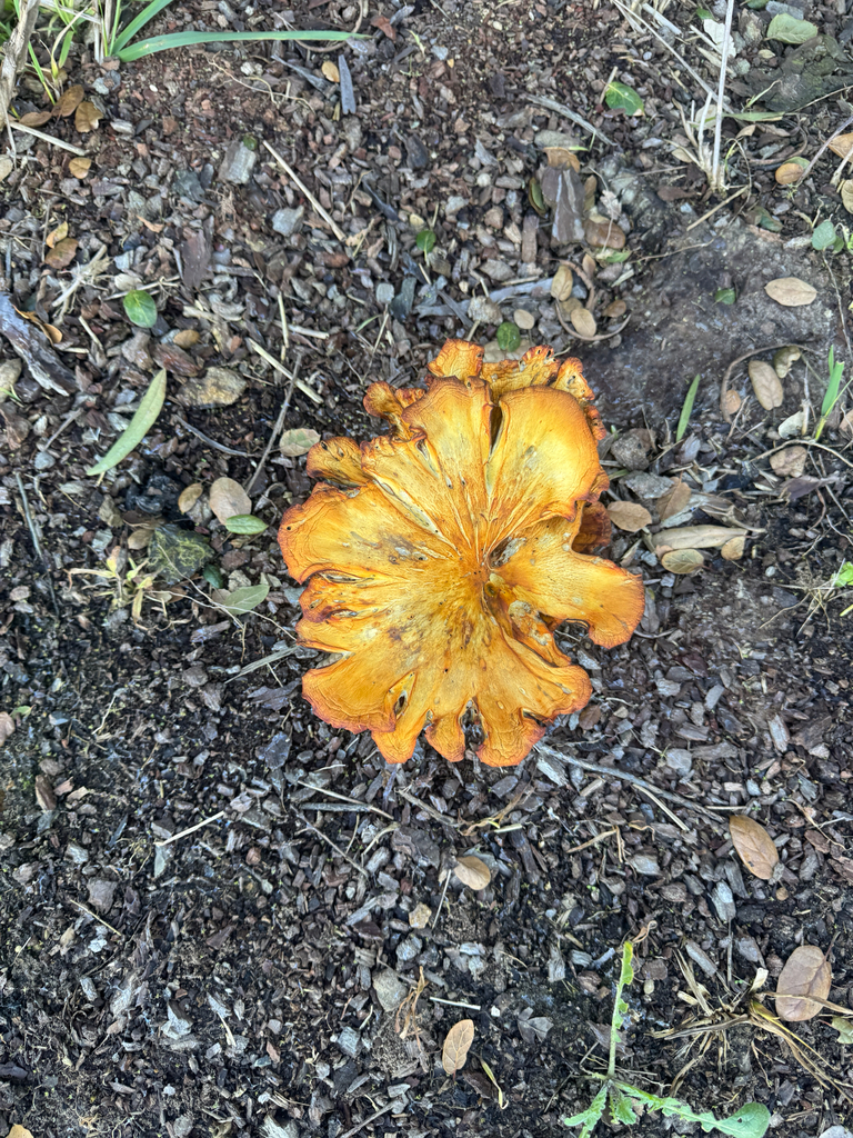 Omphalotus olivascens · January 2026 · photo: © jessmullins (iNaturalist, cc-by)
