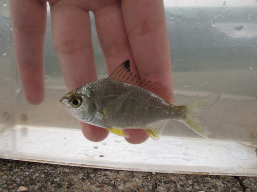Japanese silver-biddy (Gerres japonicus) — Gerreidae