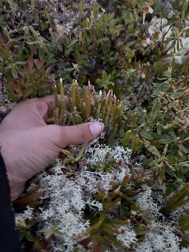 Northern Clubmoss (Spinulum canadense)