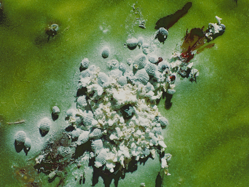 True cochineal bug photo 5