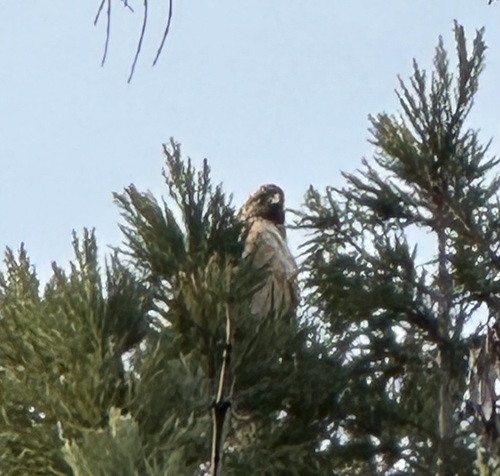 Red-tailed Hawk
